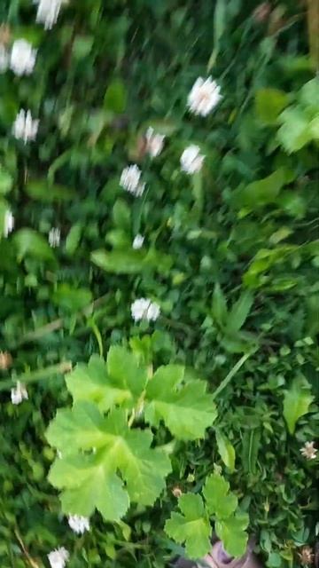 Эксперимент борщевик смотреть онлайн