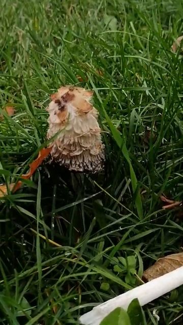 Уникальный Гриб как ёлочка мохнатая /Unique mushroom like a christma смотреть онлайн