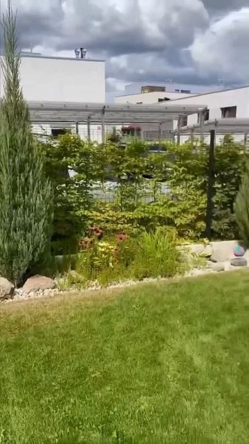 #гортензия #гортензія #flowers #hortensia #garden #hydrangea #nature #shorts #ш? смотреть онлайн