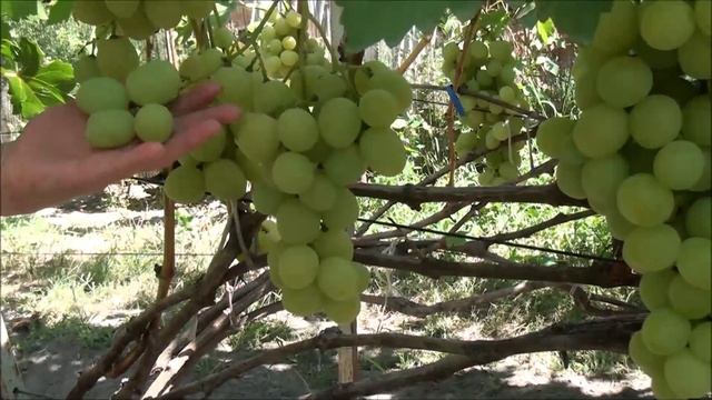 Спонсор смотреть онлайн