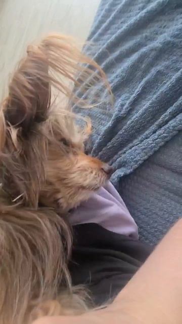 утром на прогулку не люблю! смотреть онлайн