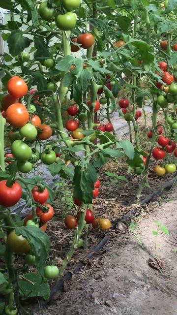 Помидоры и огурцы в теплице смотреть онлайн