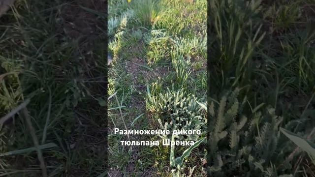 Размножение дикого тюльпана Шренка #тюльпан #тюльпанш смотреть онлайн