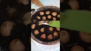 лук севок на подоконнике 2 способа посадки