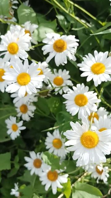 Нивяник 7 июля 2022 смотреть онлайн