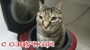 Приколы с котами! - С ОЗВУЧКОЙ! Самые смешные животные! СМЕШНЫЕ КОТЫ!