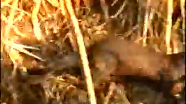 Неизвестная Печуга смотреть онлайн