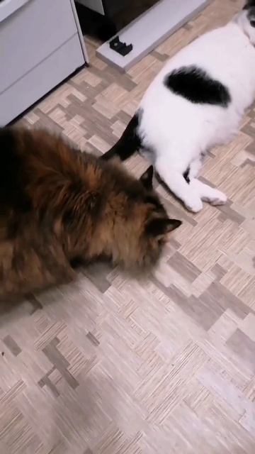 КОШКИ - МЫШКИ#котэ #пушистыештаны#пушистый#пушистики#м смотреть онлайн