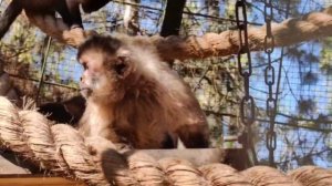 📕 Международный союз охраны природы присвоил бурым капуцинам охранный статус «Близок к уязвимому»