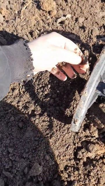 попался старинный перстень #коп #металлоискатель #мет? смотреть онлайн