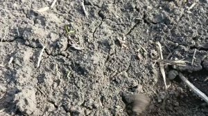 всходы суданской травы после холодов