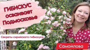 ГИБИСКУС ОСВАИВАЕТ ПОДМОСКОВЬЕ