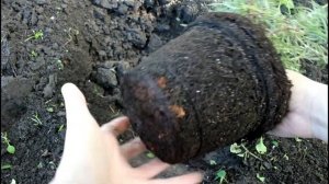 Розмарин в открытом грунте. Посадка и рост.  //Валентин?