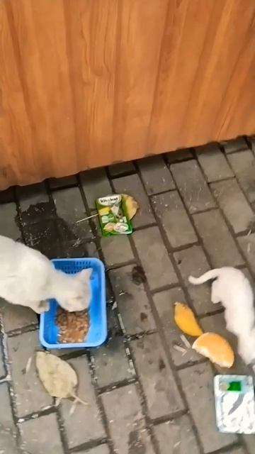 люди. постарайтесь пристроить животных если они вам н? смотреть онлайн