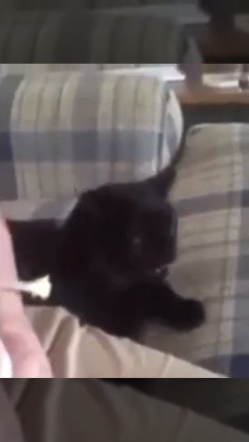 Коты едят мороженое смотреть онлайн