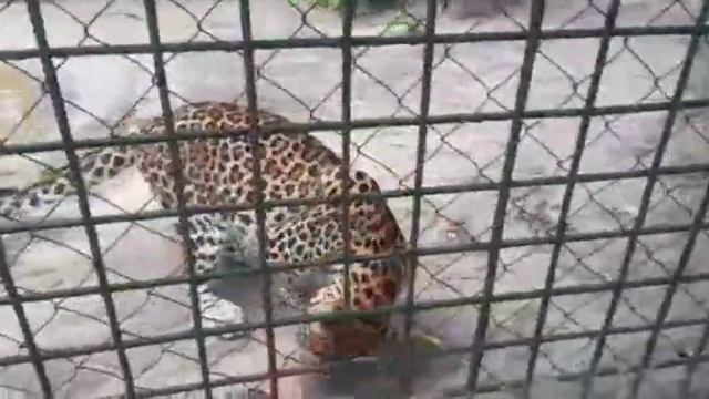 Папа Карен по дороге домой получил видео привет от Евы и Симбы из Танзании! смотреть онлайн