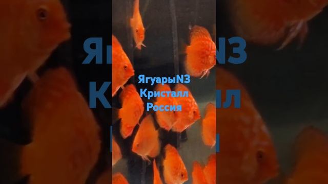 ЯгуарыN3 Кристалл Россия