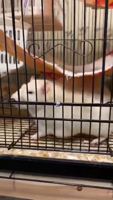 Когда у тебя есть личный диетолог и он крыса😂 смотреть онлайн