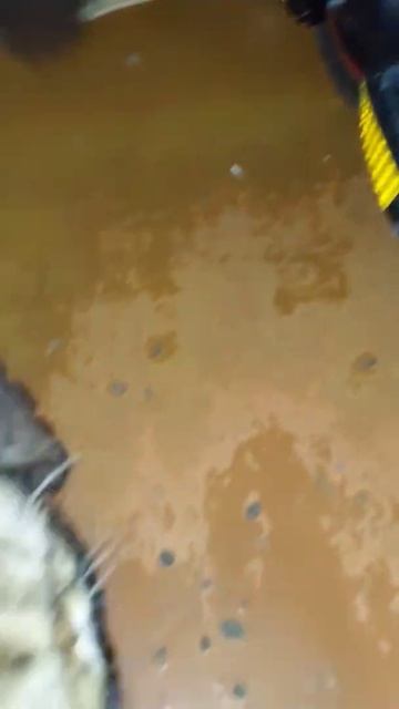 заяц снова выпрашивает есть ночью смотреть онлайн