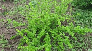 Сад в цвету🍒 . Котопозитив. 🐈🐱Снег. ❄️❄️❄️