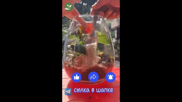 антуриум во флорариуме shorts #shorts смотреть онлайн