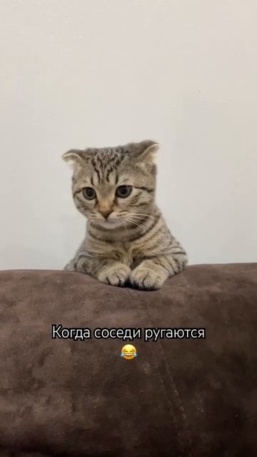Бывает и такое😀 #котики #братьянашименьшие #соседи