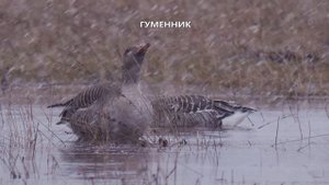 Межсезонье.@заповедник "Малая Сосьва", Вахитов Л.А., 2025
