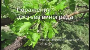 Поражение листьев винограда- это не антракноз! Не надо от страха опрыскивать виноградник химией!!!