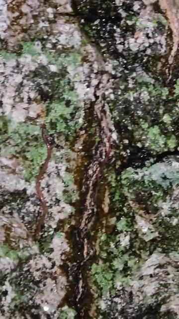 Шок-контент! Березовый сок привлекает дождевых червей смотреть онлайн