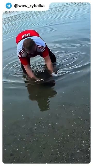 Мужик голыми руками карпа поймал 🔥 #fishing #рыбалка #shorts смотреть онлайн