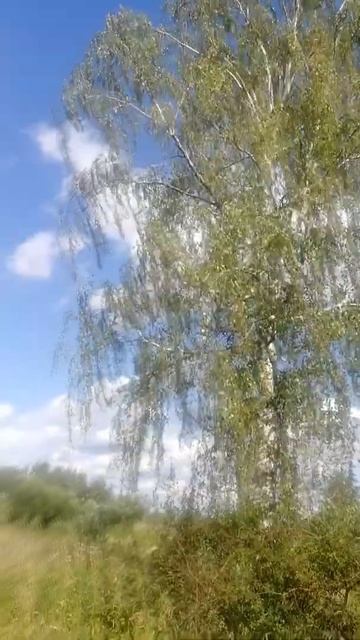 Красивая берёза, лето, воздух, красота смотреть онлайн