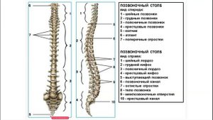 Динамическая анатомия и спортивная морфология 1 часть
