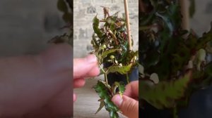 Размножаем бегонию амфиоксус