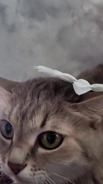 девочки должны быть красивые смотреть онлайн