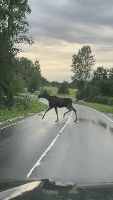 Лоси в естественной среде обитания перебегают дорогу смотреть онлайн