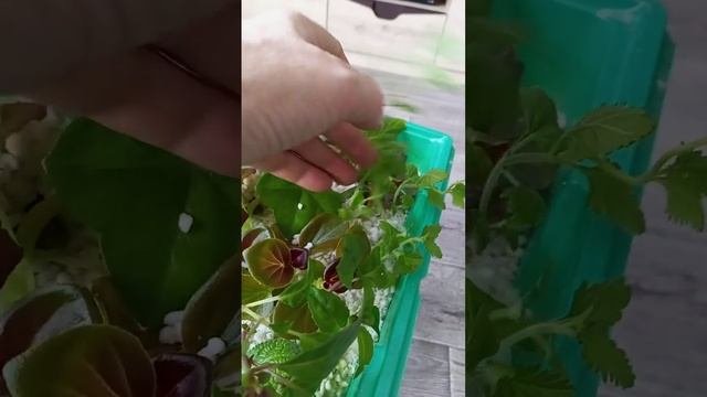 Укоренение черенков в перлите. Результат за месяц.