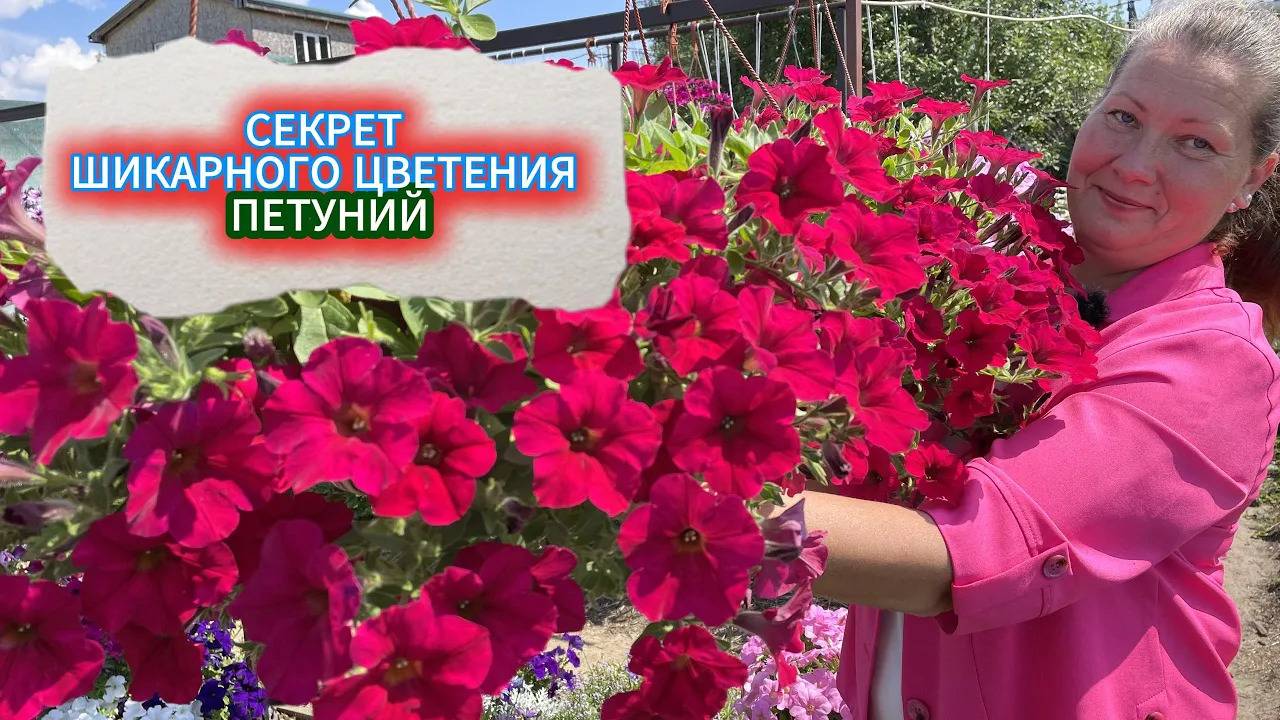 ТАКАЯ ШИКАРНАЯ  ПЕТУНИЯ БУДЕТ И У ВАС: ТЕХНИКА ПЕРЕВАЛКИ  ПЕТУНИИ ДЛЯ ОБИЛЬНОГО ЦВЕТЕНИЯ