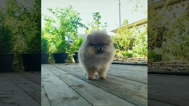 шпиц смотреть онлайн