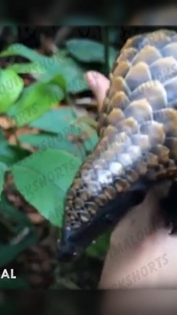 Очень редкие животные #shorts смотреть онлайн