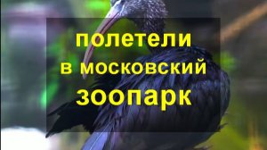 Восемь "малиновых" обитателей отправились на ПМЖ в Московский зоопарк. ВИДЕО
