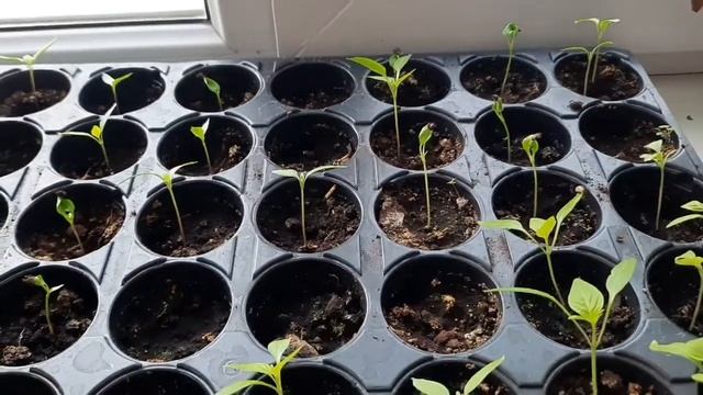 14 күндік сл.перец және баклажан рассадасы. рассада пер смотреть онлайн