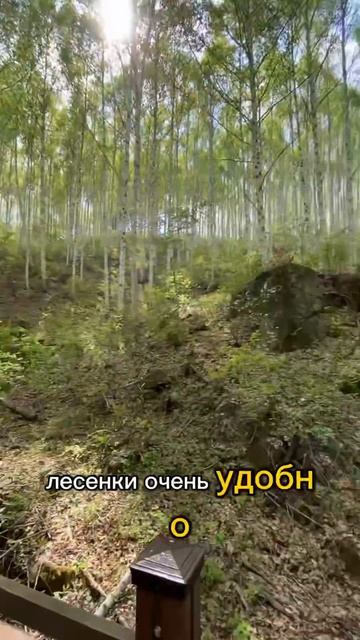 Березовая роща в Южной Корее #берёзы #корея #южнаякоре?