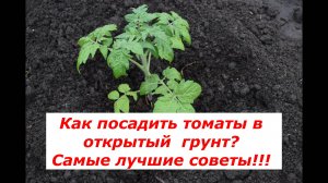 Томаты. Как лучше всего высадить в открытый грунт? #томаты #рассада #советы