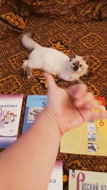 #cat #music #кот #подпишись #котики 5 класс ураааа смотреть онлайн