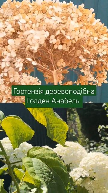 Гортензія деревоподібна Голден Анабель #decorsad