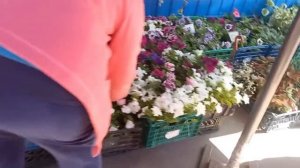 Еду в центр. Поливаем  с Васькой огород. Зоопарк.