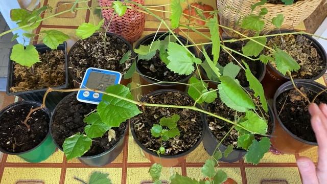 Виноград не теплице, а дома. Северо-запад Ленинградско смотреть онлайн