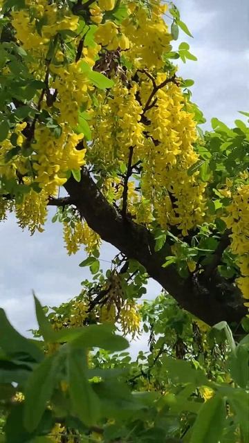 @Весна смотреть онлайн