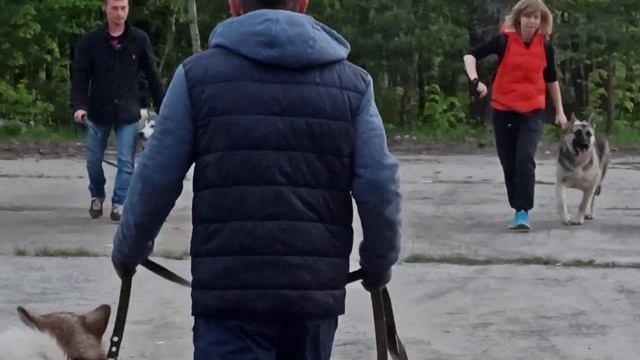 1день на ОКД маламут Рагнар смотреть онлайн