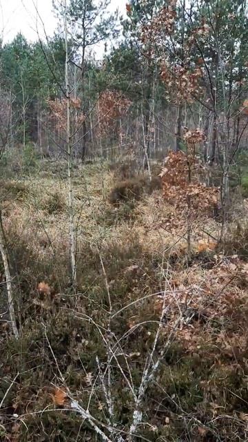 #осінь Листопад, сезон завершується смотреть онлайн